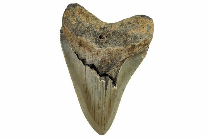 Fossil Megalodon Tooth - North Carolina #258151